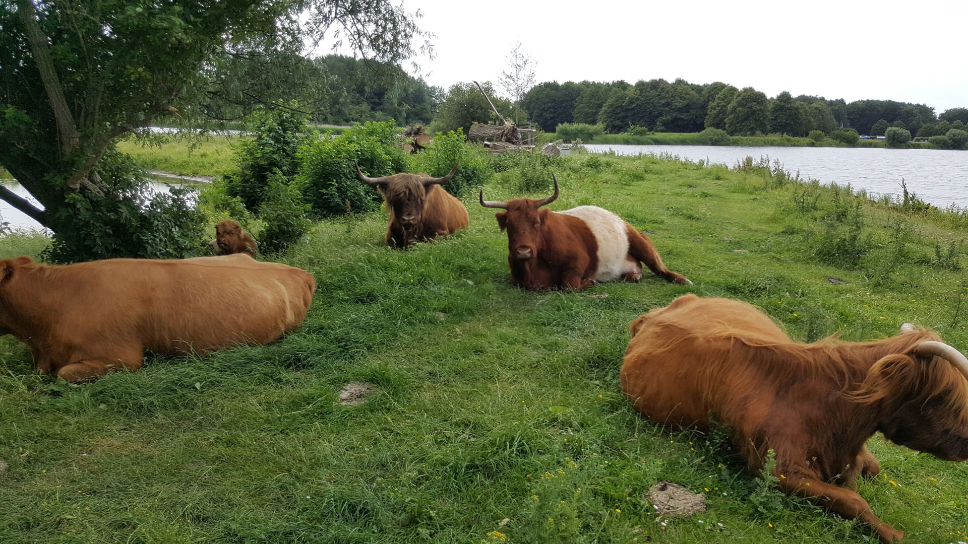 Buffelen